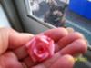 Tiny Pink Rose & My Cat Snookums