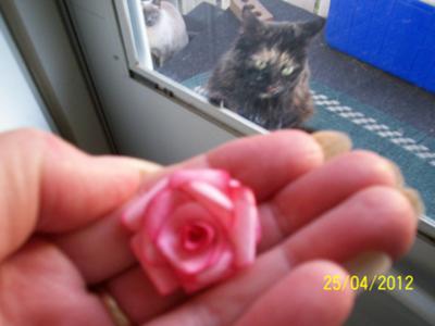 Tiny Pink Rose & My Cat Snookums